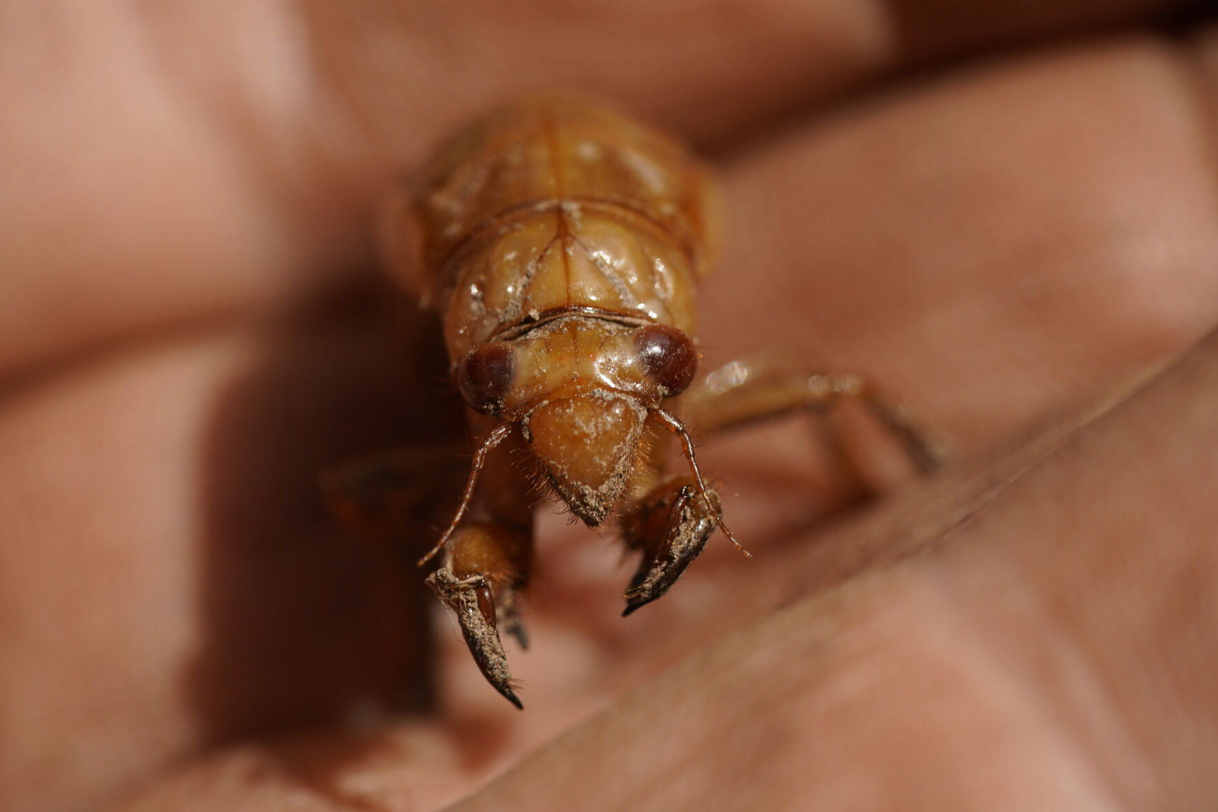 Cicada Invasion